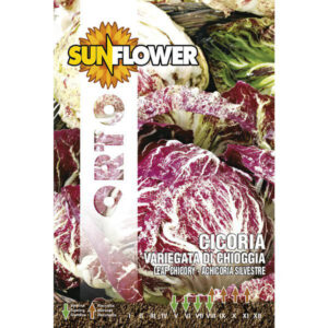 20 Pezzi Sementi Cicoria Variegata Chioggia       Sunflower