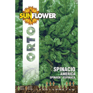 Sementi Spinacio America                 Sunflower